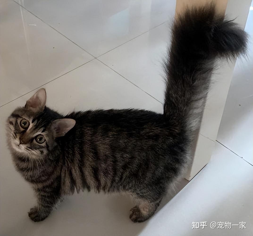 狸花猫向主人示好的6种方式你看懂了吗抱抱它吧