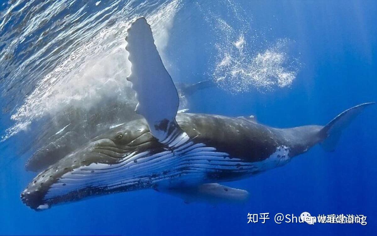 鲸鱼种类有哪些？ - 知乎