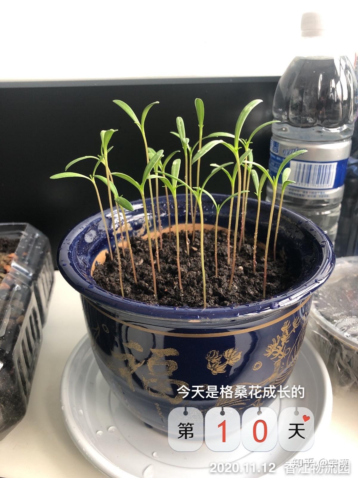 为了缓解焦虑症所以养的格桑花