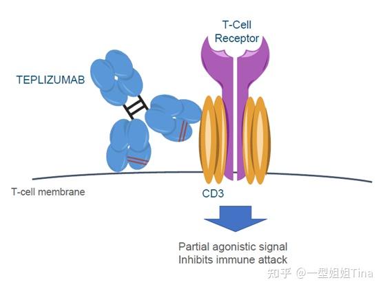 Teplizumab获批上市——一种延缓1型糖尿病前期的药物 - 知乎