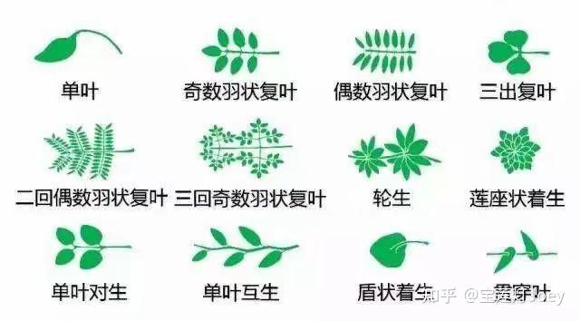 植物通识:叶序、叶数、伞形花序 - 知乎