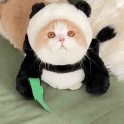 18个网红猫豆包表情包宝贝我来了兔兔祟祟你找我嘛事