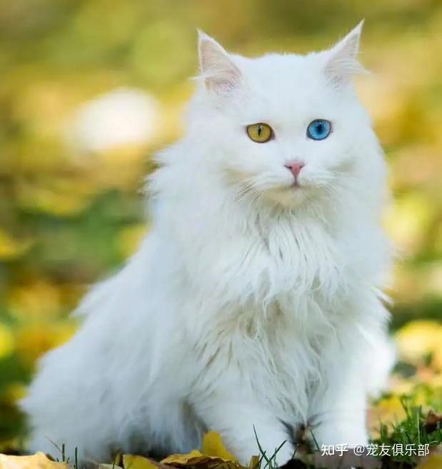 72种猫咪品种大全图片及介绍 | - 知乎