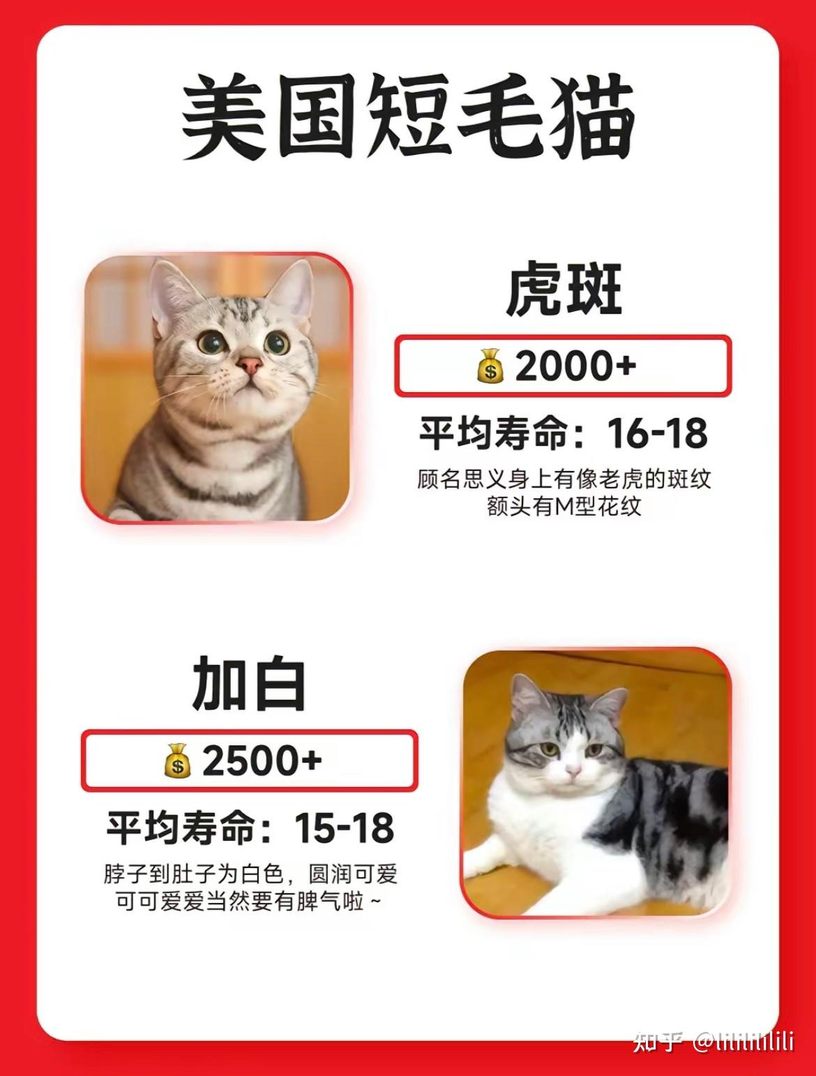 猫猫！救星！最全的猫猫种类大全 - 知乎