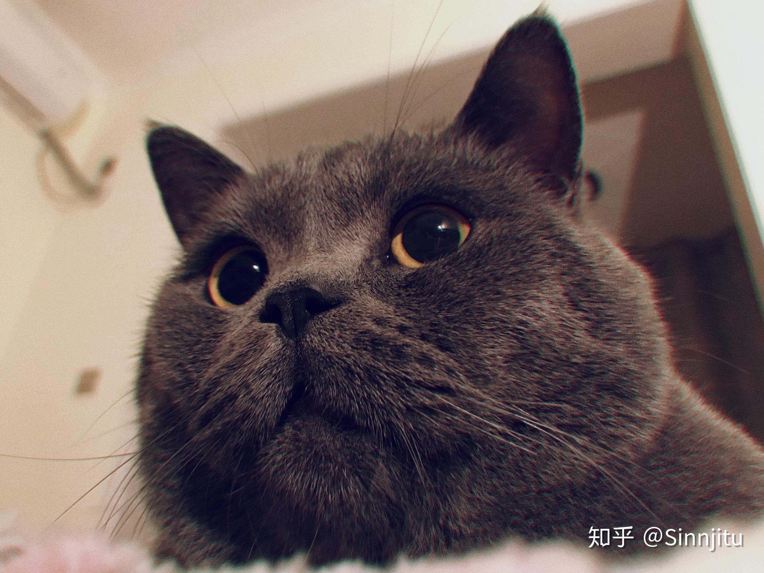 小猫治愈时光，免费观看短剧，让生活充满温馨与欢乐，小猫时光，温馨短剧，免费治愈生活之乐