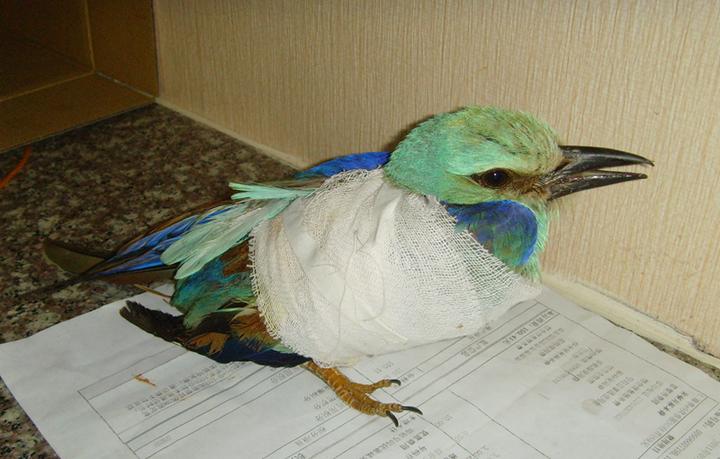 落地的小鸟该不该捡 知乎