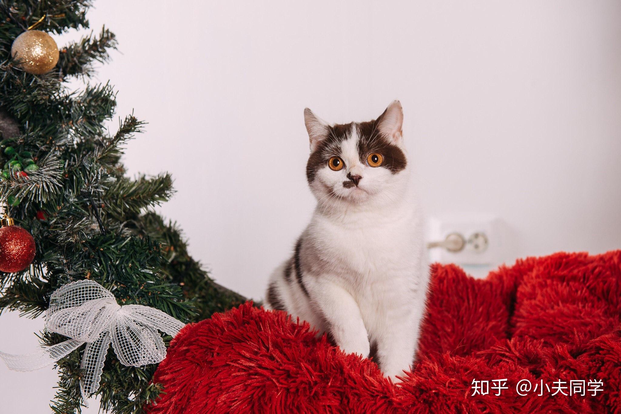 英短毛色大全集梵花篇