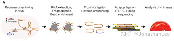 Split Read 全基因组RNA-RNA interactions捕获技术解读(初) - 知乎