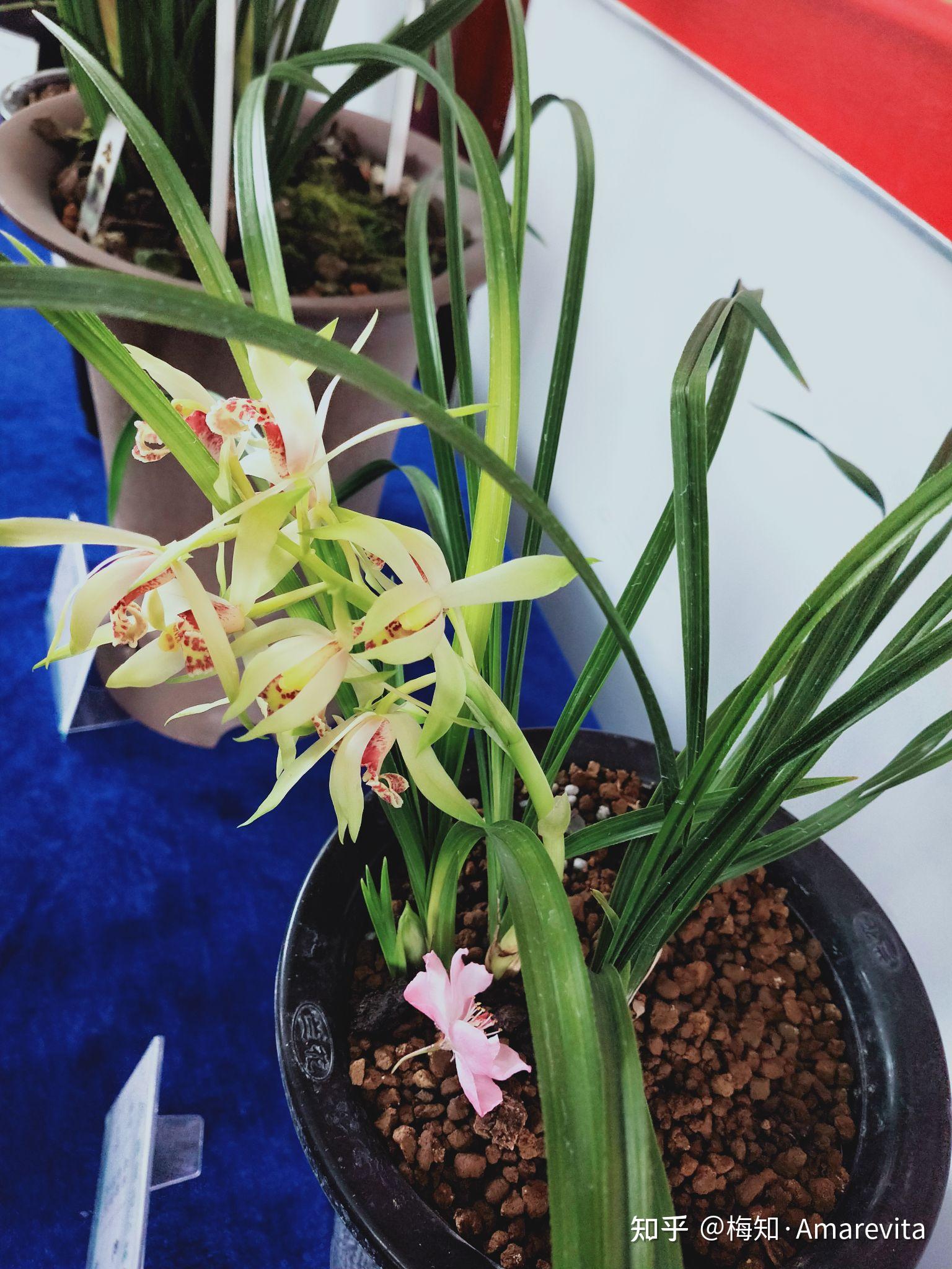 兰花:三月二十一日,2021年,365日,一日七话题 - 知乎