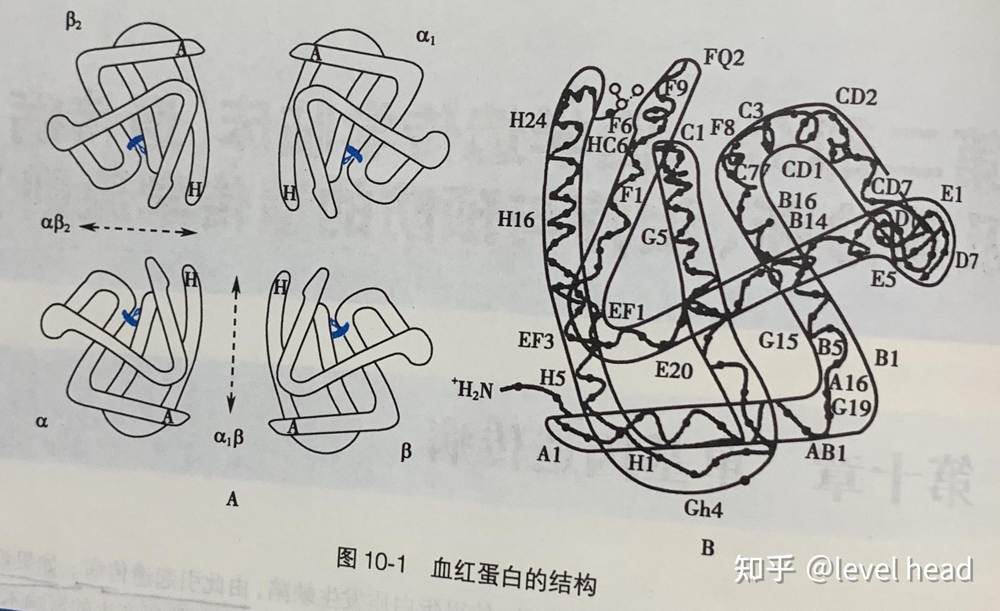 分子病中有哪些奥秘? - 知乎