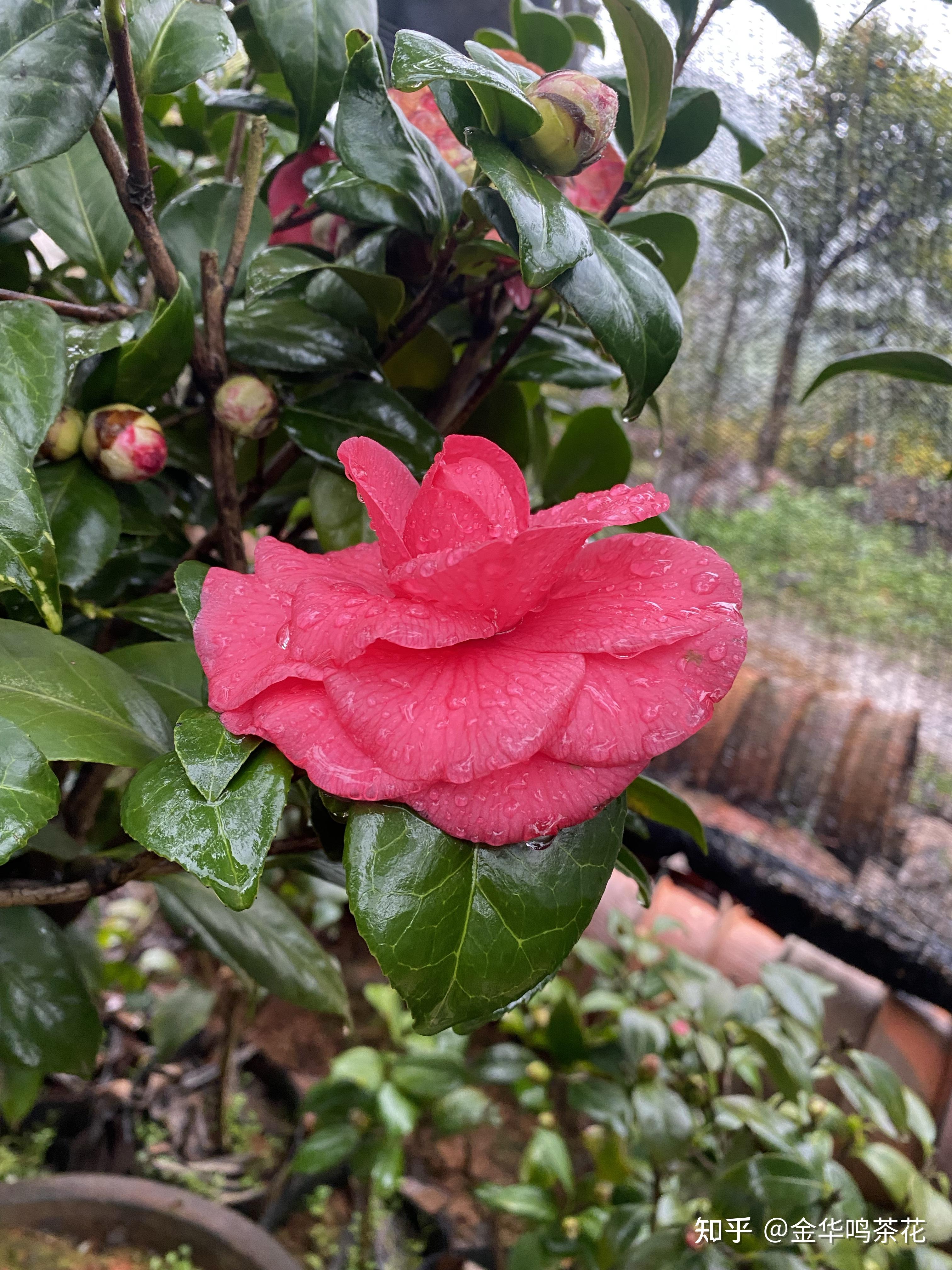 花仙子茶花 