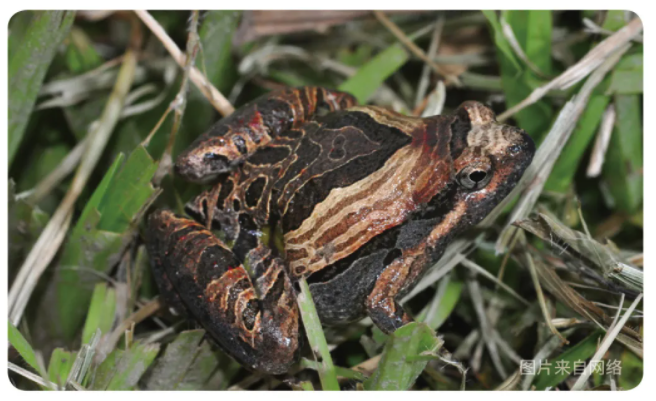 物种小谈┃花姬蛙 - 知乎