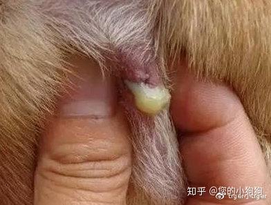 狗狗肛门腺发炎症状图片