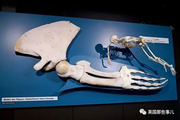 鲸鱼鳍和人类的骨骼对比