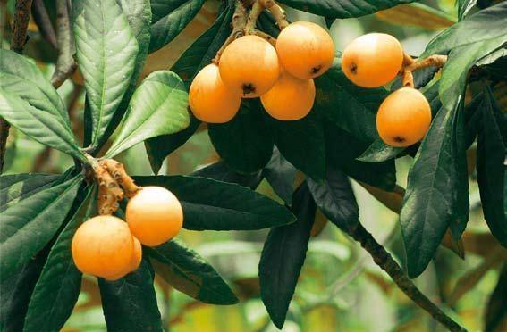 每天了解一种食材芦橘