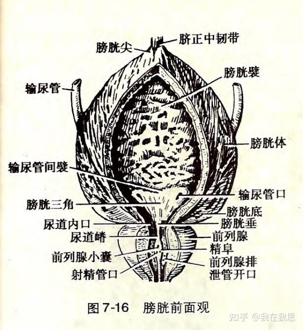 前列腺prostate gland - 知乎