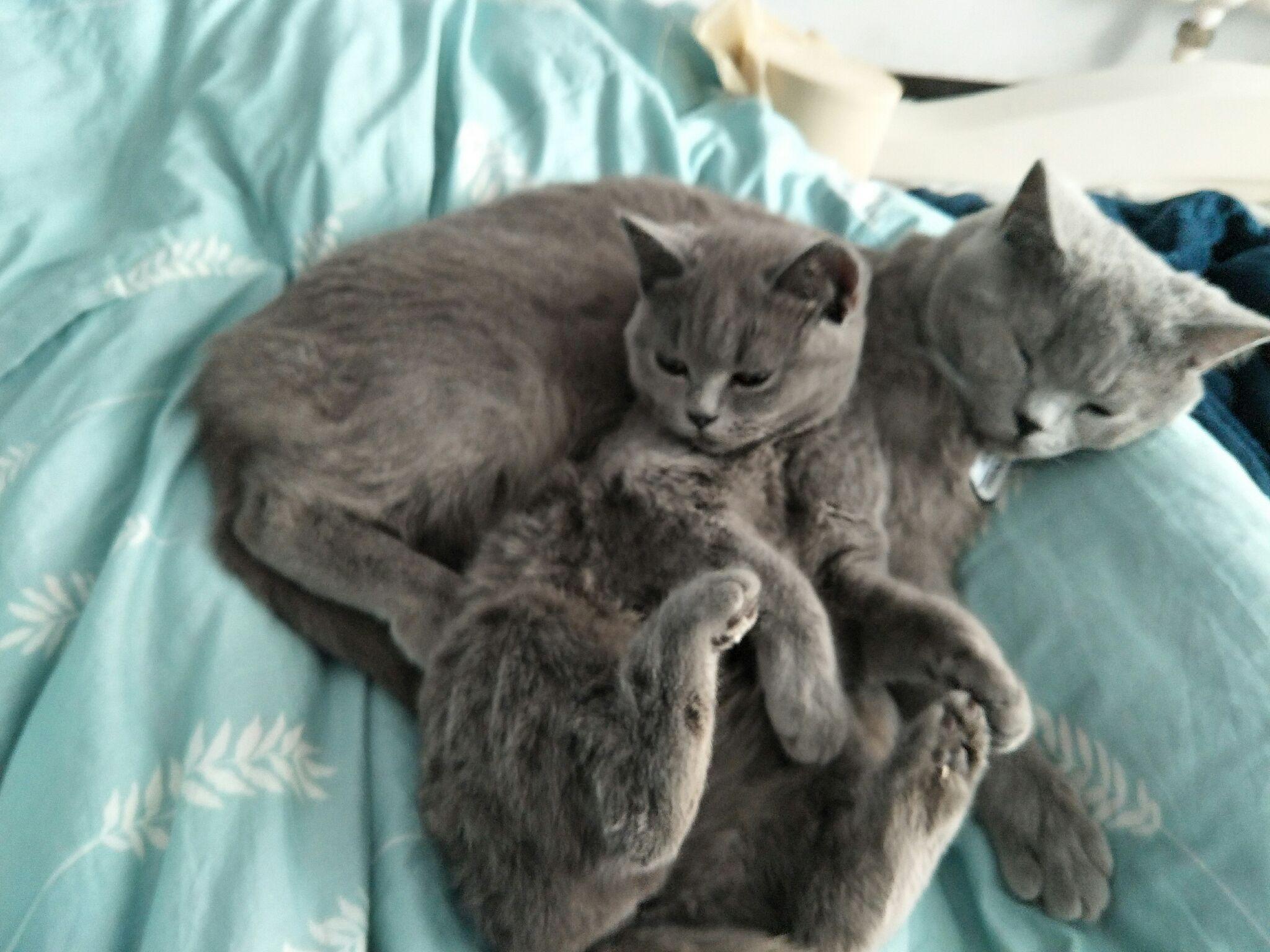 如何安抚一只发情的小母猫?