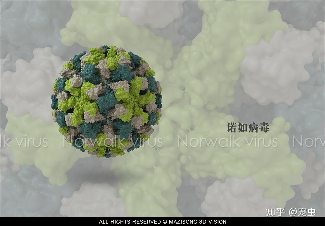 诺如病毒,又称诺瓦克病毒(norwalk viruses)是人类杯状病毒科(human