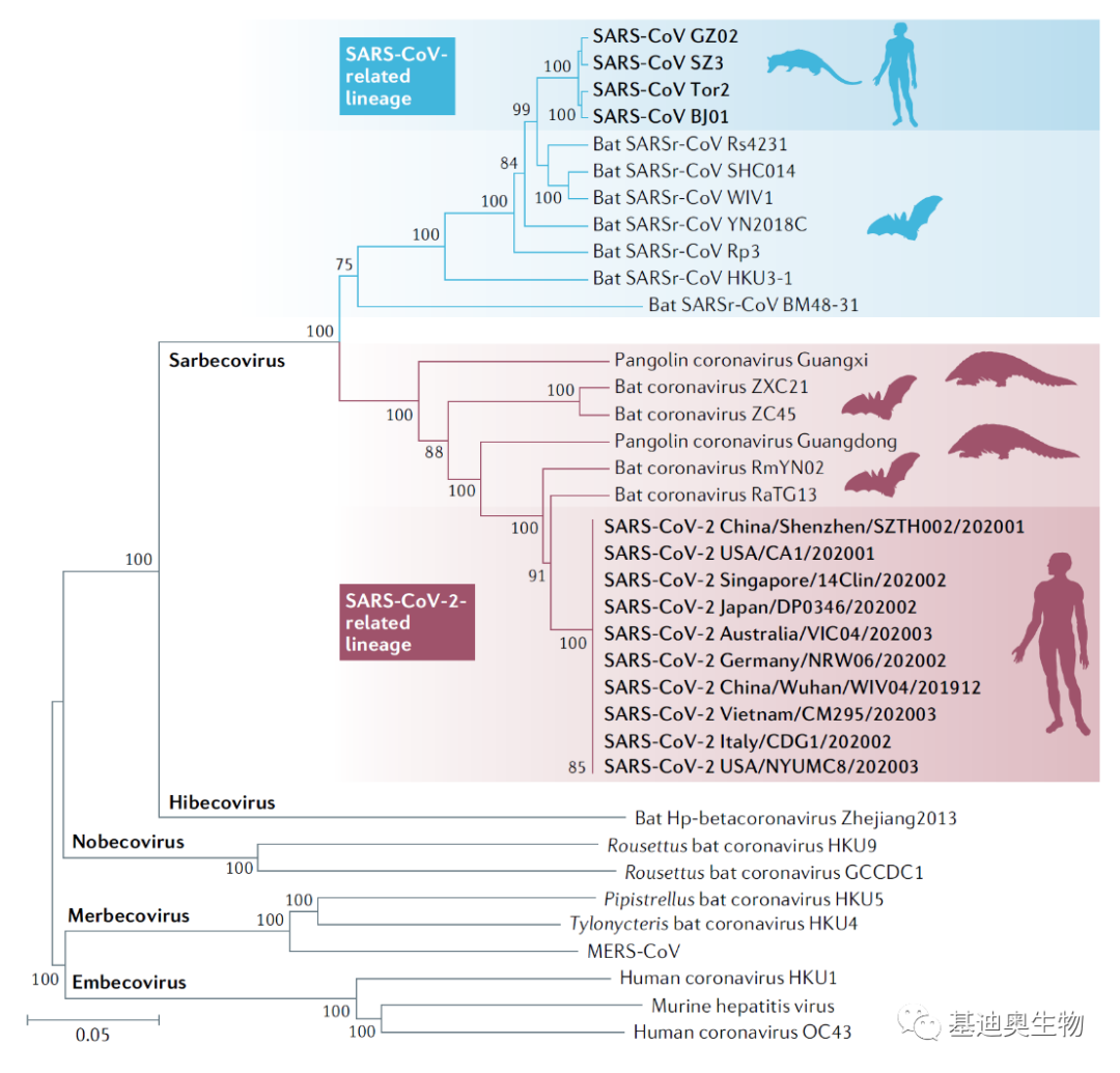 生信工具教程|如何绘制漂亮的进化树？ - 知乎