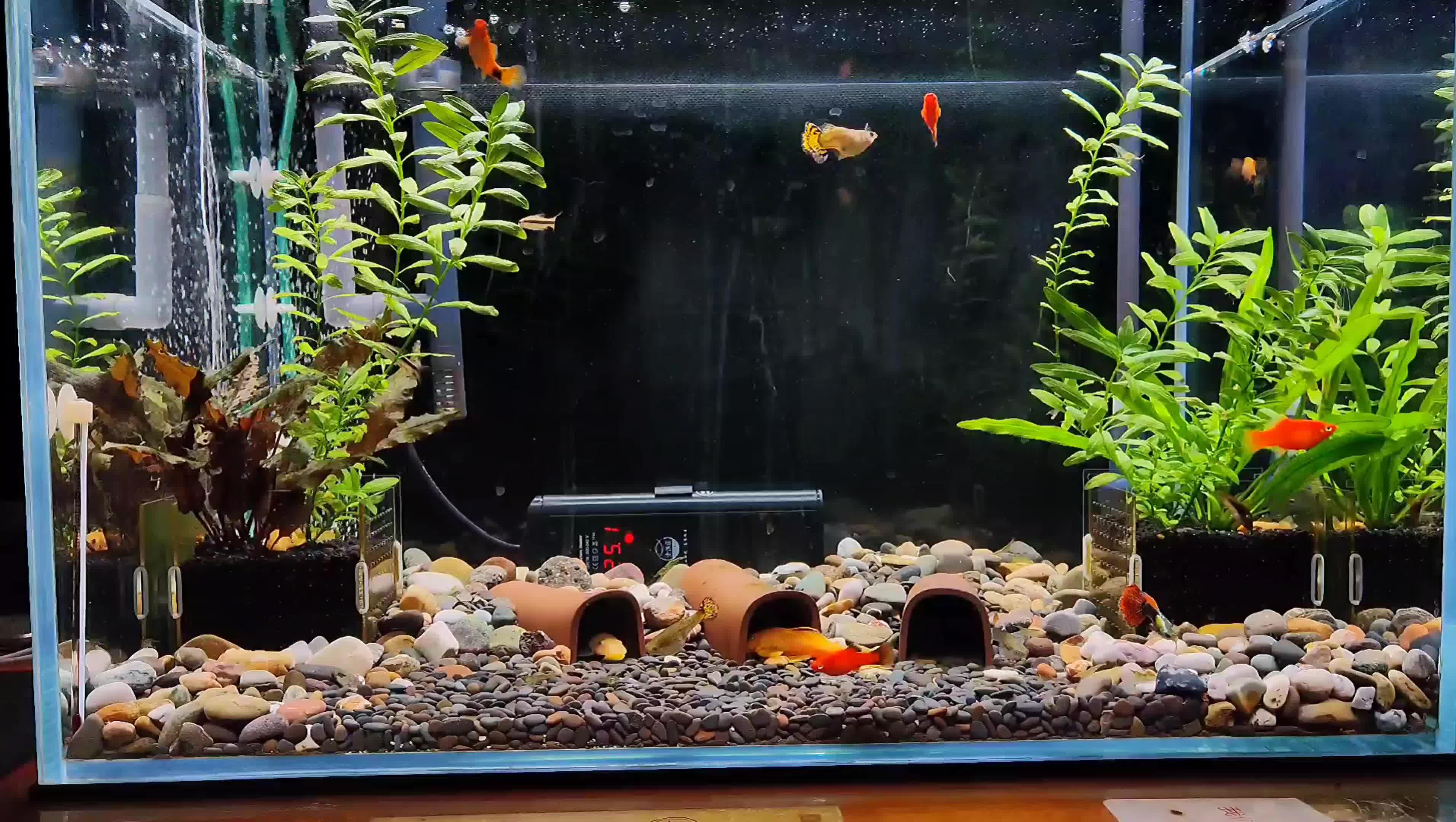 发布于 12 小时前 · 0 次播放养鱼鱼类水族饲养鱼缸水族宠物相关推荐