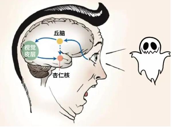 通过对杏仁核的研究发现,我们可以管理情绪控制行为 - 知乎
