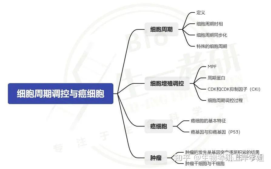 细胞增殖知识点总结图片