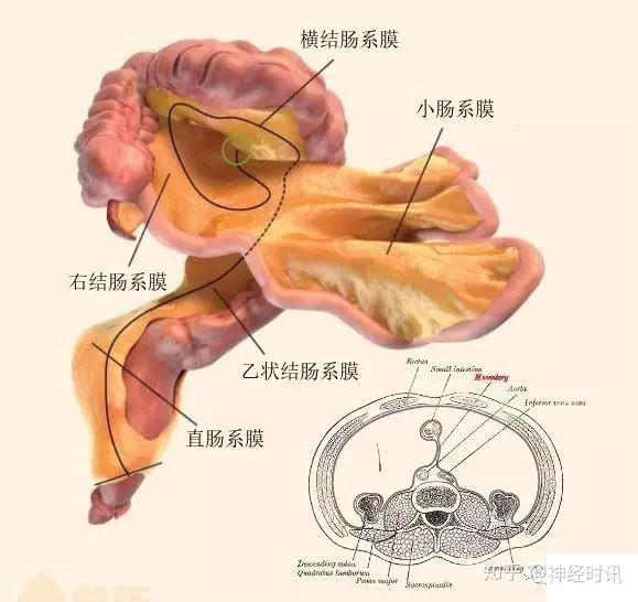 解剖腹膜及腹膜腔經典講解彙總