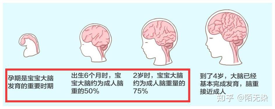 婴幼儿大脑发育 - 知乎