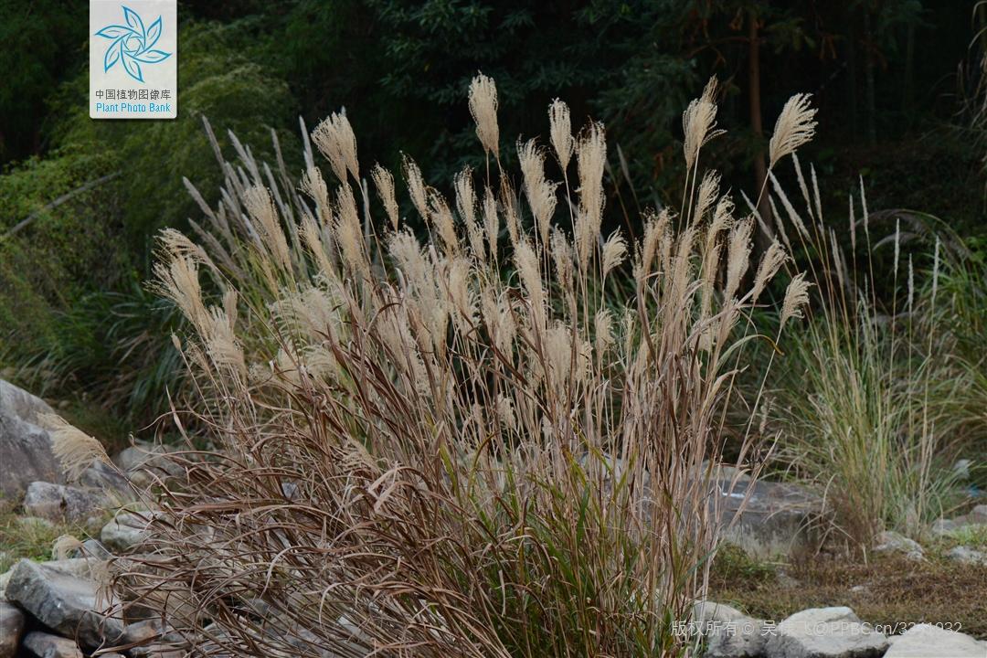 禾本科一些类似芦苇和芒的常见植物 - 知乎