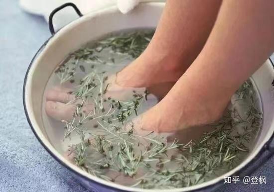 我们身边的中草药艾叶