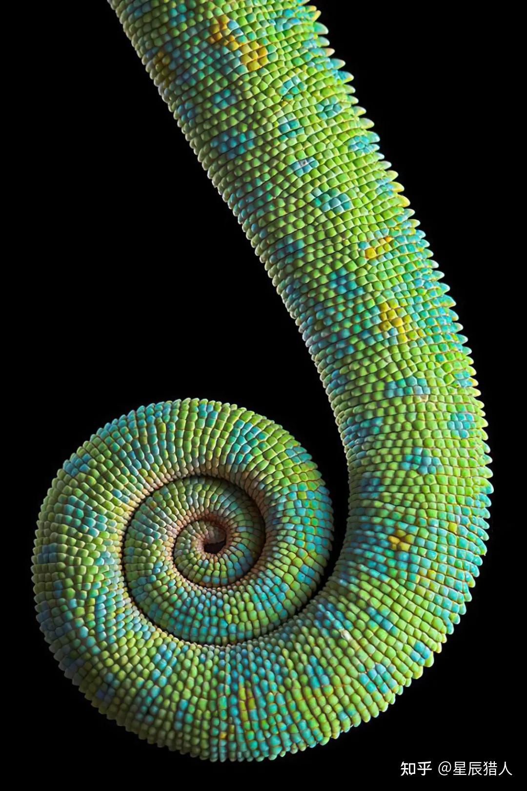 神圣几何——黄金螺旋（Golden spiral） - 知乎