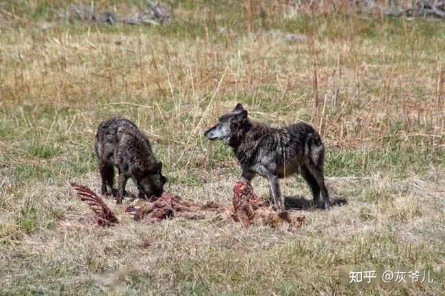 德鲁伊峰狼群21号