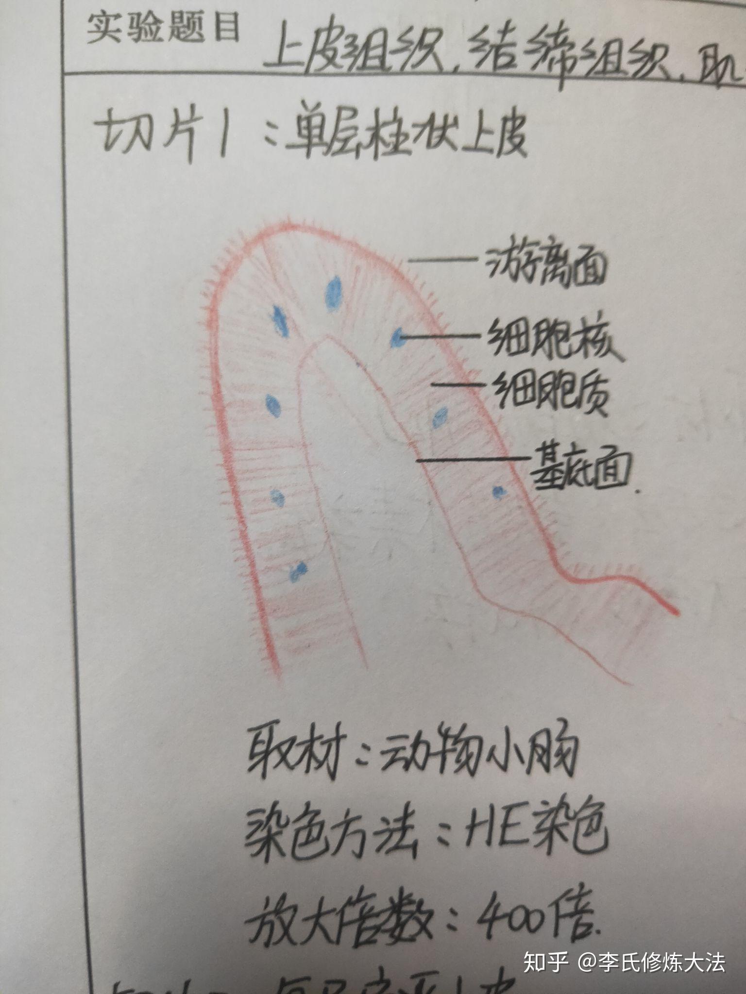 组胚中上皮组织结缔组织肌组织神经组织切片观察