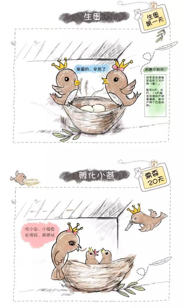 你吃了燕子的家吃燕窝究竟有多残忍