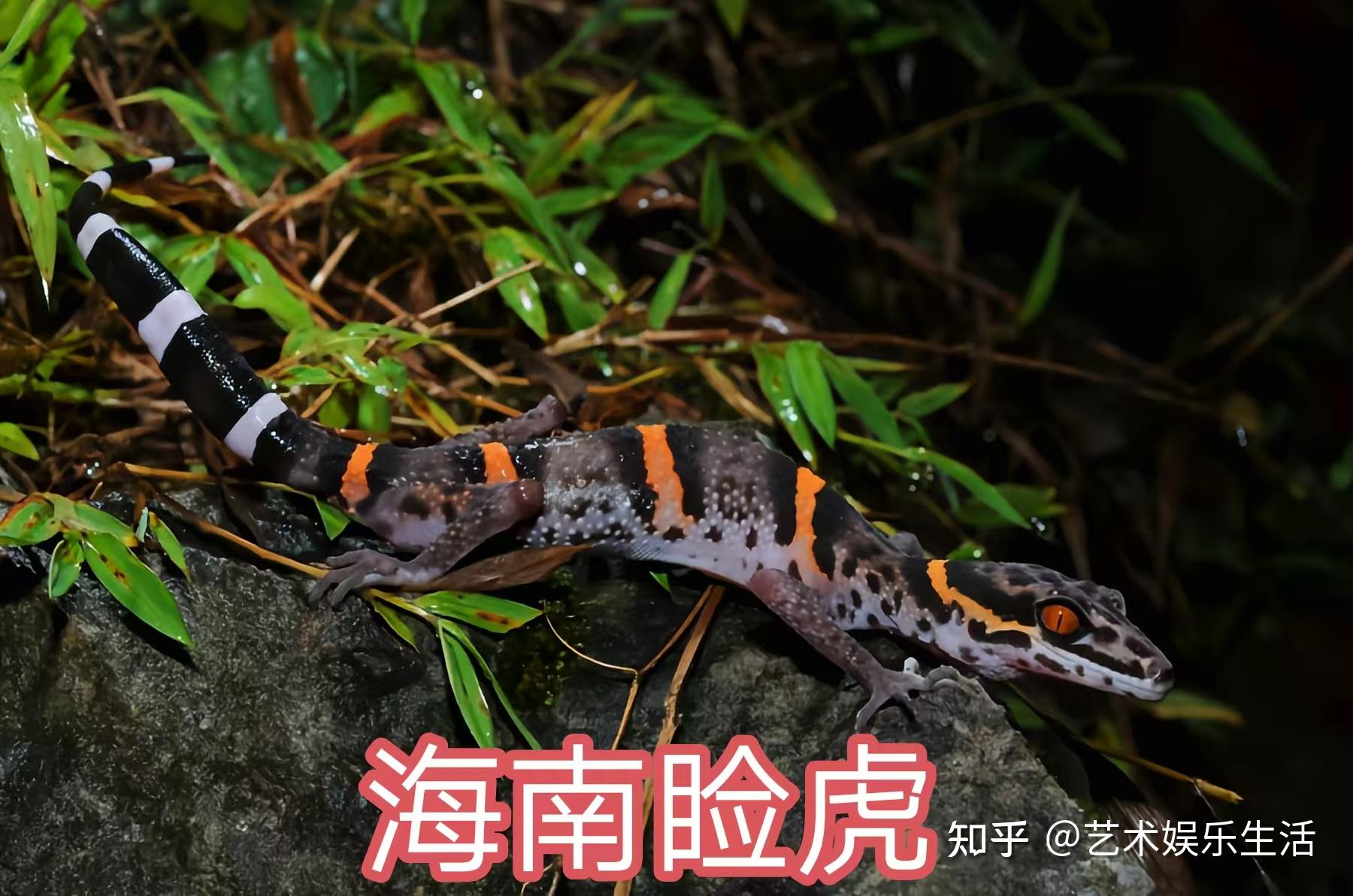 31种国家重点保护的爬行类动物 - 知乎