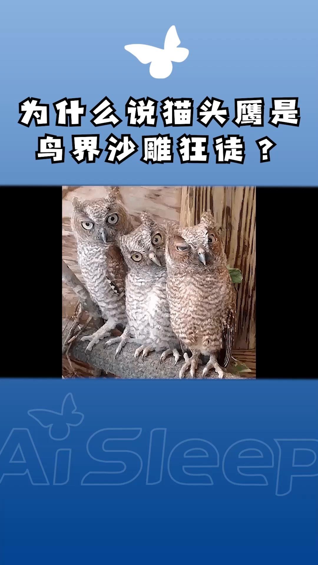 67 收藏 67 喜欢 67 举报 鸟纲动物 世界鸟类图谱(书籍) 沙雕