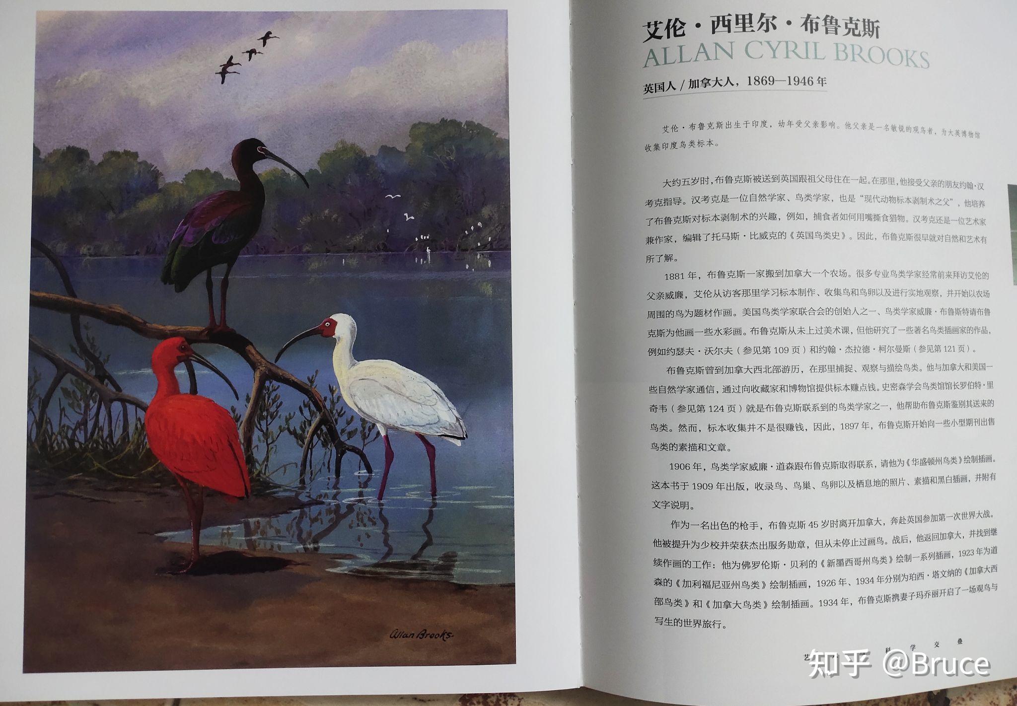 几百张鸟类绘画艺术品,引领我们走进艺术和认知的世界 - 知乎