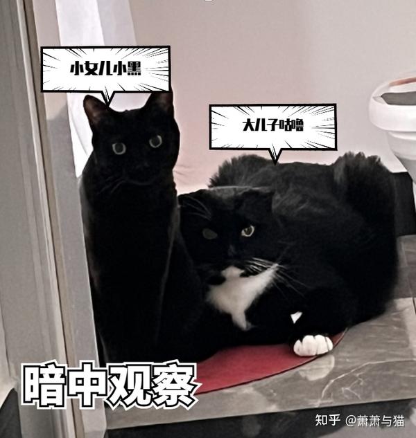 新手养猫攻略：养猫注意事项，新手养猫准备什么物品，超全养猫指南，持续更新中 知乎