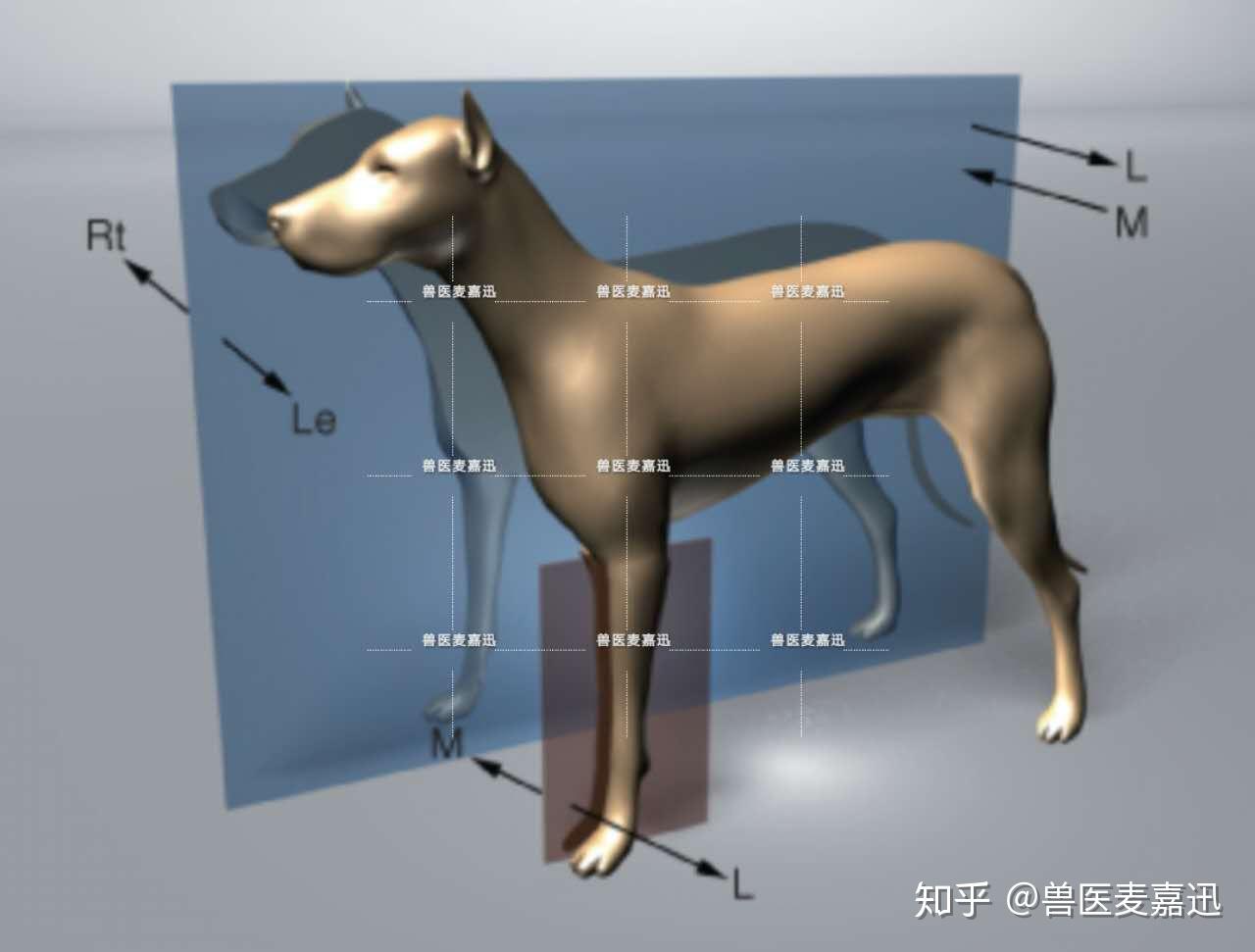 动物解剖方位术语图解图片