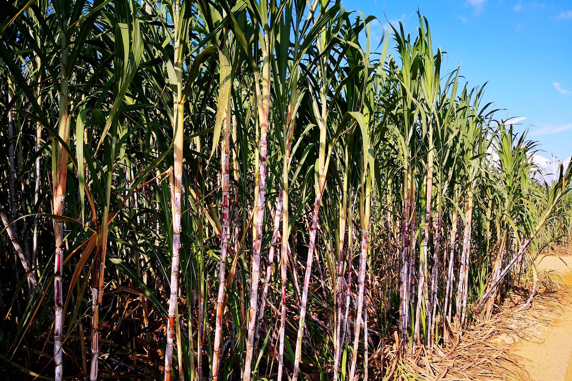 糖料蔗涨价在即,种植的热情能"涨"吗
