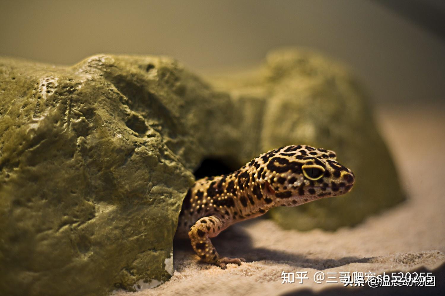 守宫好养吗?饲养之前你要先了解这些 - 知乎