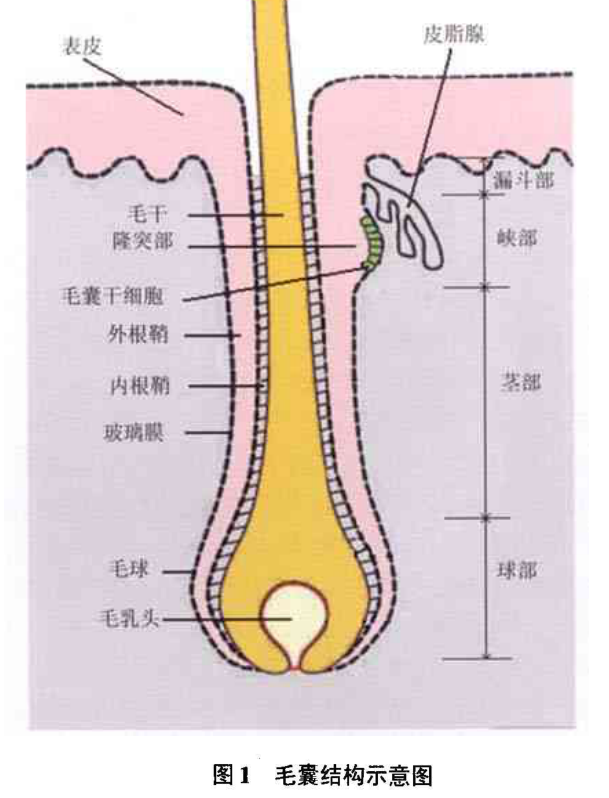 毛囊的结构图解大全图片