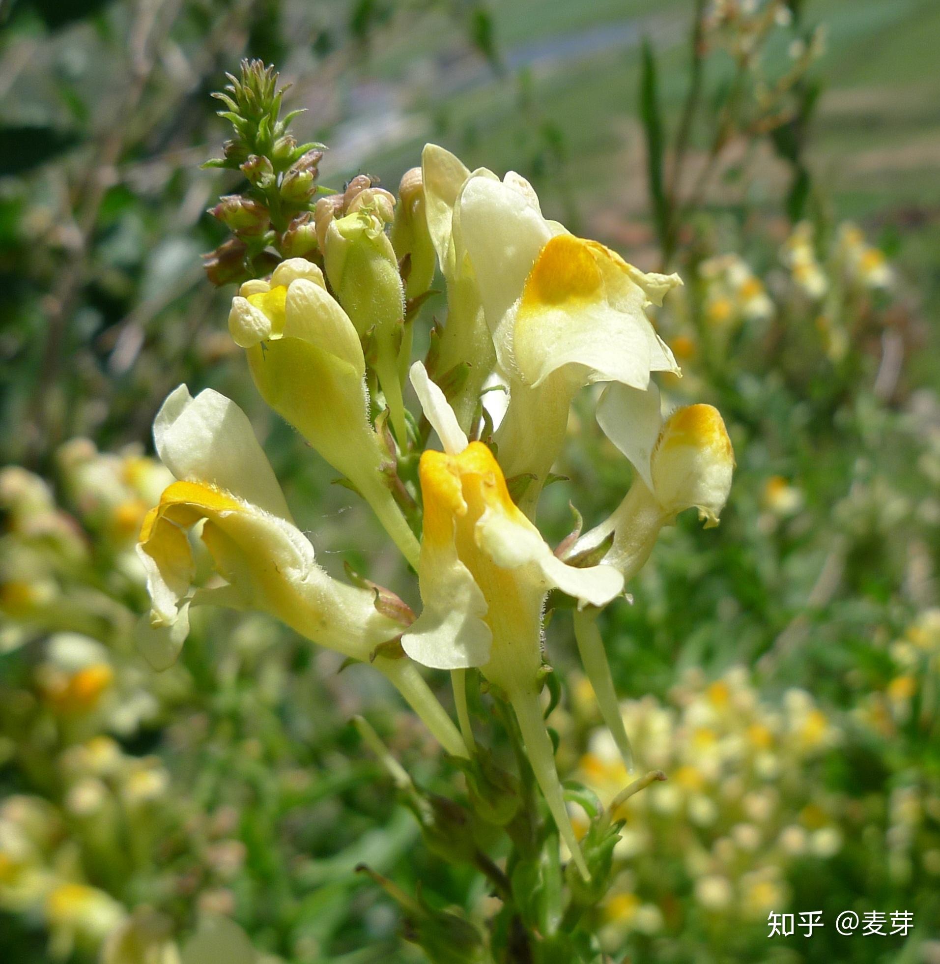 柳穿鱼linaria vulgaris是玄参科scrophulariaceae 柳穿鱼属linaria