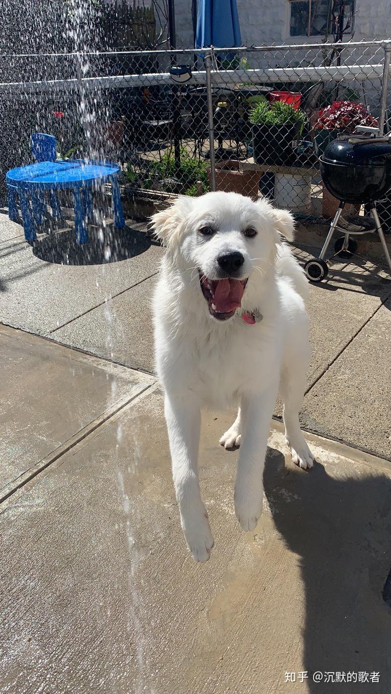 怎么教狗狗装死 v2-5d2971f92dae14763327430467c58915_r.jpg