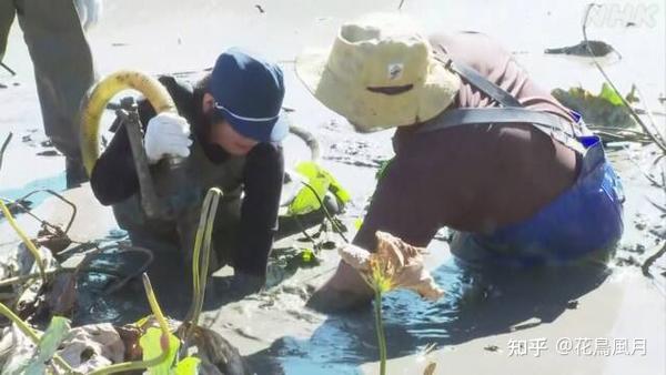 泥にまみれてレンコン収穫地元の中学生が体験熊本天草- 知乎