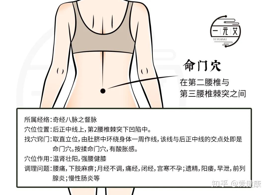 艾灸命门给各脏器的生理活动起到温煦,生发和推动作用,故灸命门是推动
