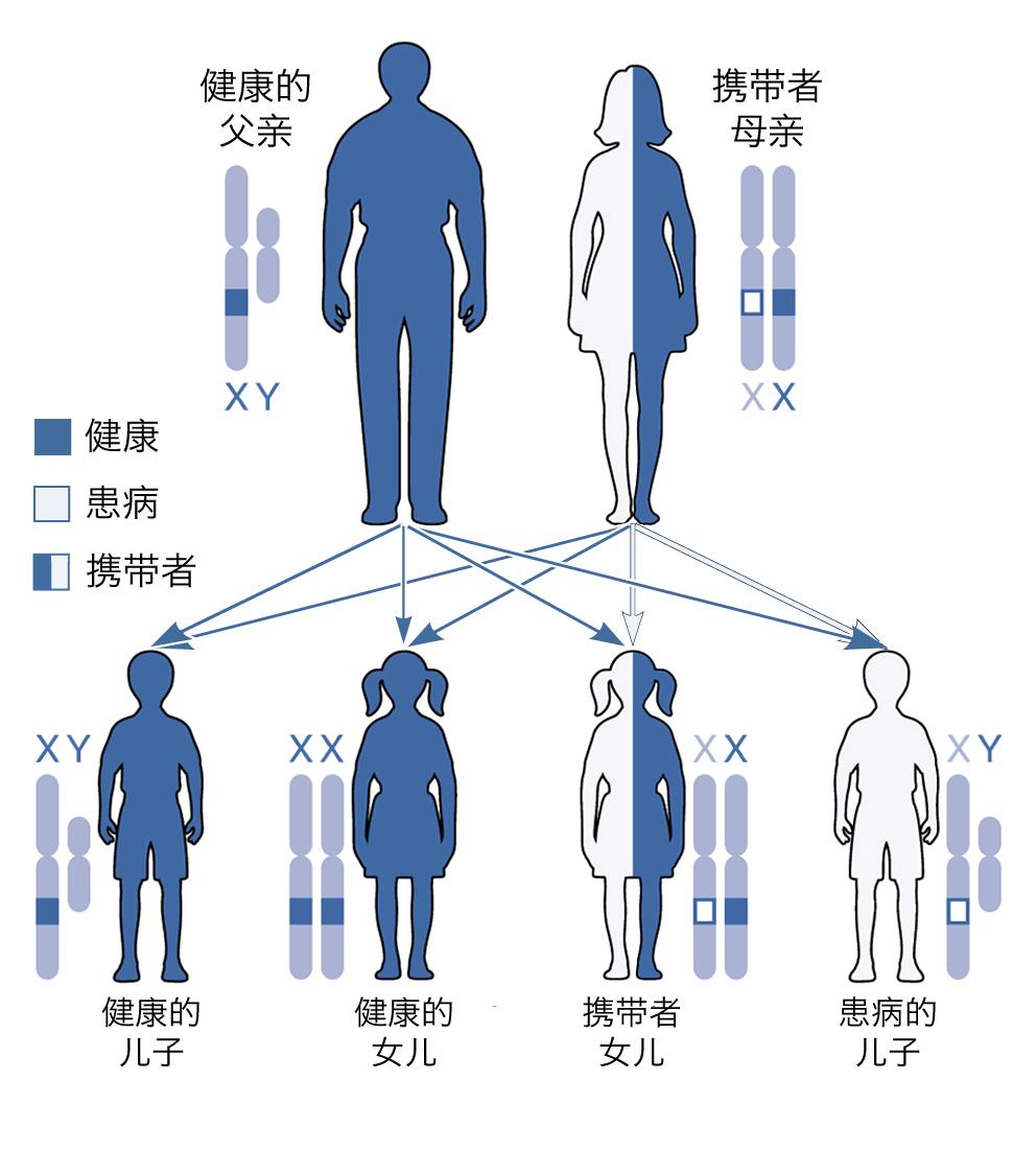 因为血友病是一种性连锁隐性遗传的出血性疾病