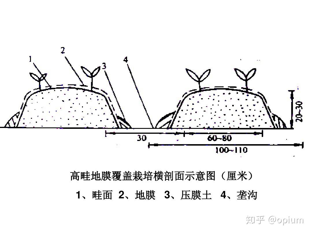 绿地养护 - 知乎