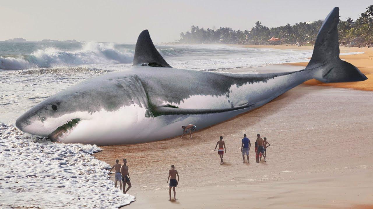 最大的大白鲨究竟有多大?3180公斤?