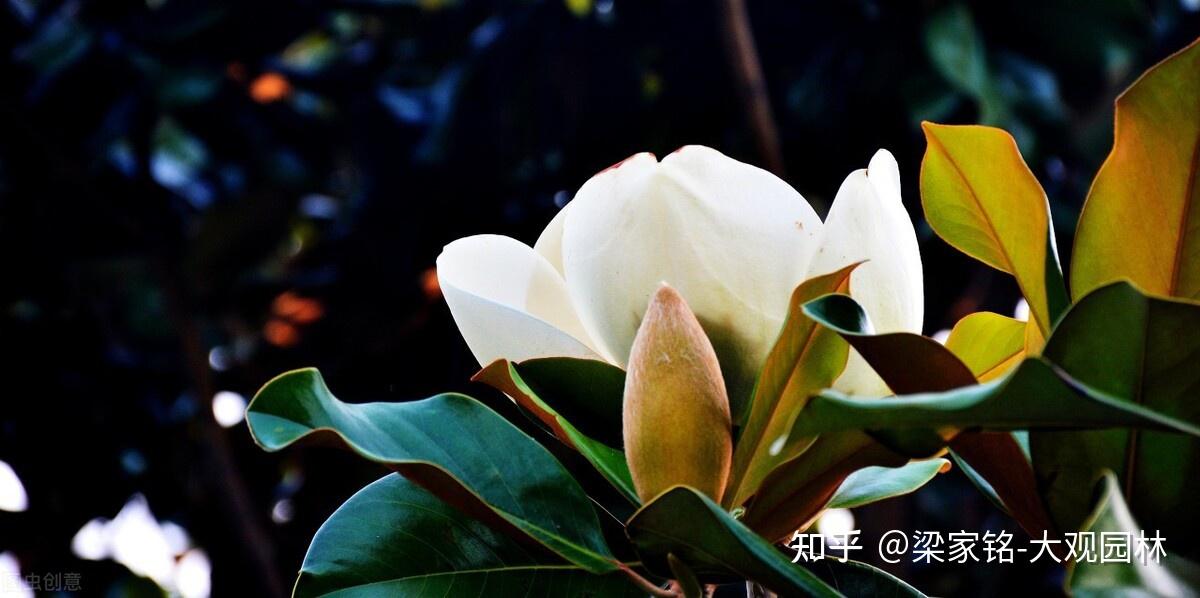 晚清引进的广玉兰，为何如此受青睐？ - 知乎